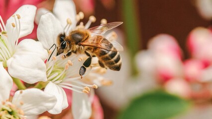 Bee collecting honey from flower, background theme wildlife photo featuring bee. 