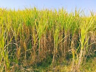 Sugarcane crop, agriculture field rural scene, sugar cane, gana, kamad ki fasal, canne a sucre, cana azucar, canaacucar, image,  photo 