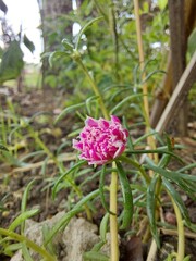 pink common purslane flower (Portulaca oleracea) in the yard
