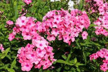 A bush of pink phloxes on a flowerbed in the garden on a sunny day - color horizontal photo