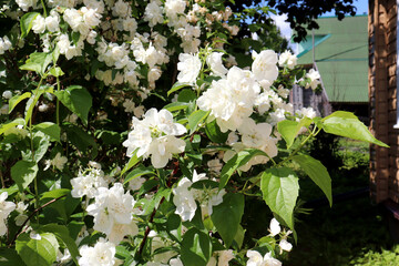 Blooming bush of mock orange, white jasmine against the background of the corner of one rural house...