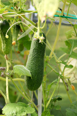 Large pimply large cucumber against the background of other cucumbers in a greenhouse - growth, development, ripening of vegetables, color vertical photo