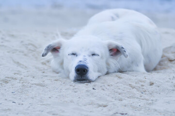 dog or white dog on the beach or sleeping dog