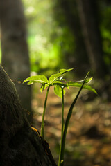 plant in the forest