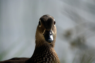 close up of an owl