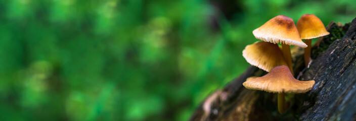 Forest mushrooms on tree trunk close up