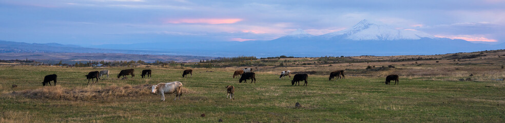 A group of small herd of cows in a field