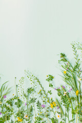 wild grass and flowers on green paper background