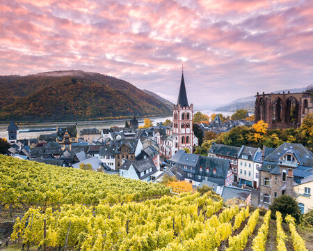 Sunrise over vineyard and river Rhine, Bacharach, Germany