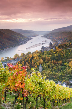 Vineyard and river at sunset, Bacharach, Rhineland, Germany