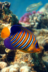 Underwater photo from Egyp, Marsa Alam, Abu Dabbab Bay.
