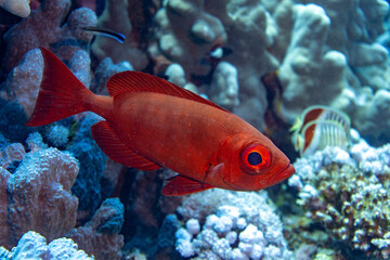 Underwater photo from Egyp, Marsa Alam, Abu Dabbab Bay.