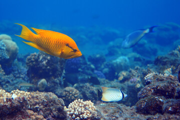Underwater photo from Egyp, Marsa Alam, Abu Dabbab Bay.