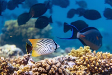 Underwater photo from Egyp, Marsa Alam, Abu Dabbab Bay.