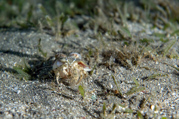 Underwater photo from Egyp, Marsa Alam, Abu Dabbab Bay.