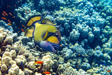Underwater photo from Egyp, Marsa Alam, Abu Dabbab Bay.
