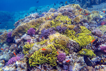 Underwater photo from Egyp, Marsa Alam, Abu Dabbab Bay.