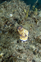 Underwater photo from Egyp, Marsa Alam, Abu Dabbab Bay.