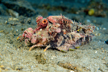 Underwater photo from Egyp, Marsa Alam, Abu Dabbab Bay.