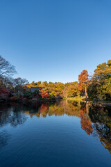 井の頭恩賜公園の紅葉