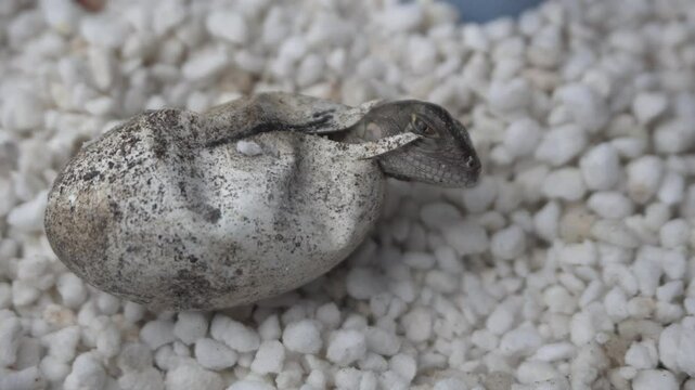 Footage of baby red iguana hatching from egg new born exotic pets