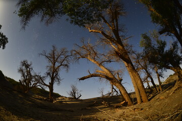 Populus euphratica trees in the desert