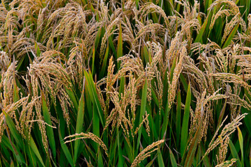 Mature rice in the field