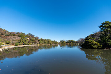 Fototapeta premium 紅葉の三渓園