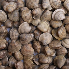 clams on the market