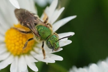 Closeup on a female colorful metallic green bicolored striped sweat furrow bee, Agapostemon virescens in Oregon