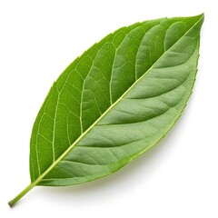 Obraz premium green leaf isolated on white image