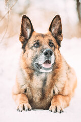 Funny Curious Young Shetland Sheepdog, Sheltie, Collie And German Shepherd Dog Resting In Snowy Winter Forest After Leisure Game. Alsatian Wolf Dog