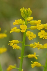 Closeup on the vibrant yellow flowers of American yellowrocket wildflower, Barbarea orthoceras in Oregon, US