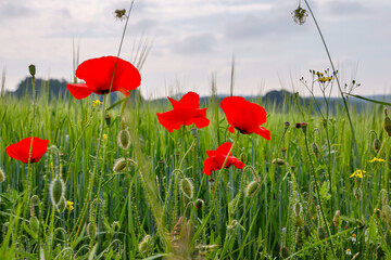 Obraz premium blühende Mohnblume
