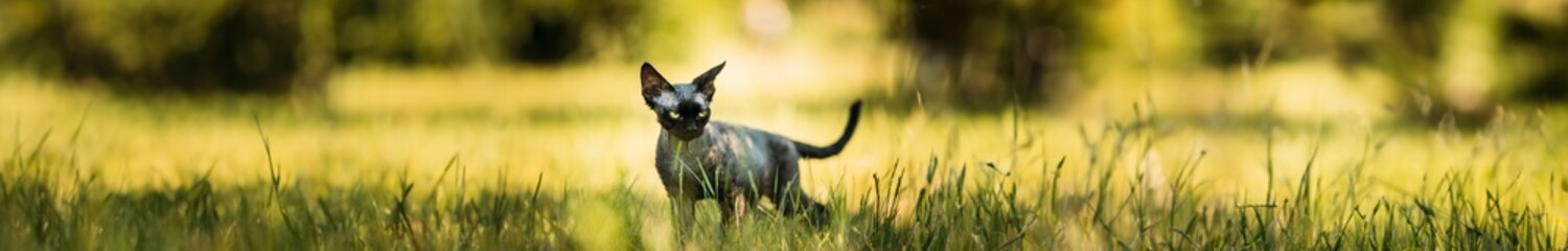 Young Gray Devon Rex Kitten In Green Grass. Short-haired Cat Of English Breed.