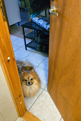 Pomeranian Spitz peeks from behind a door