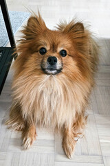 Pomeranian Spitz  lying gazing attentively at the camera