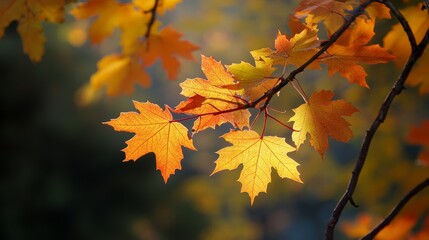 Obraz premium Vibrant Autumn Leaves Glowing in the Sunlight During a Peaceful Afternoon in a Scenic Park Landscape