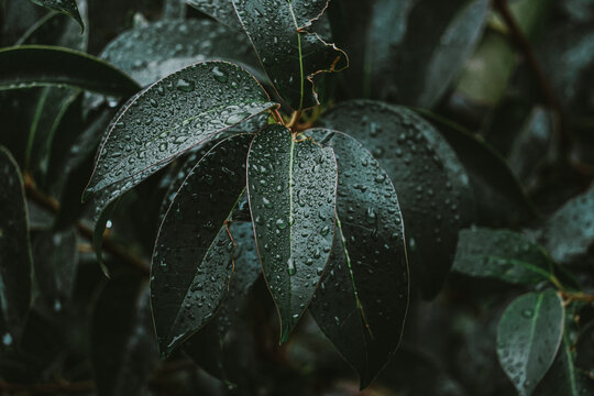 raindrops on the green plant leaves in rainy days. wintertime