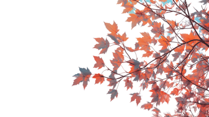 A maple tree with autumn-colored leaves, isolated on a gradient sunset background, vivid and detailed.