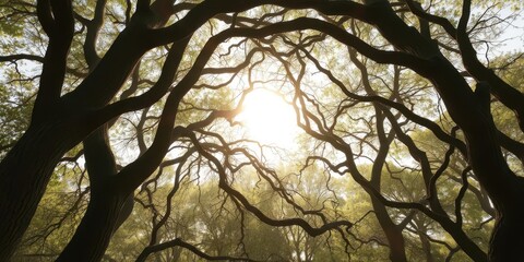 Fototapeta premium Sunlight filters through intertwined branches forming a natural archway, pattern,environment