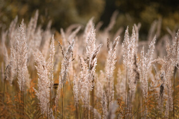 Fototapeta premium Dry grass backlit by rising sun against blurred background