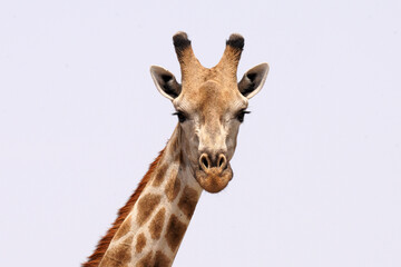 Naklejka premium Girafes entre Francistown et Nata au Botswana