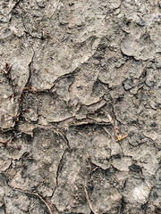 The soil dries and cracks during the dry season.