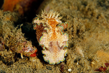 Glossodoris cincta (Margin Glossodoris). Ambon, Indonesia