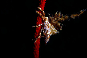 Close-up of a Xeno Crab (Xenocarcinus sp.) on a Red Whip Coral. Ambon, Indonesia