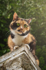 Portrait of a cat in the yard. Close up of a cat.