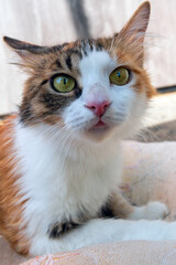 Portrait of a cat in the yard. Close up of a cat.