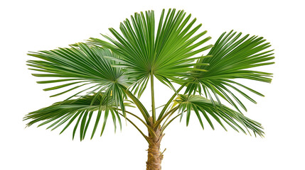 A palm tree with large green fronds, isolated  background.