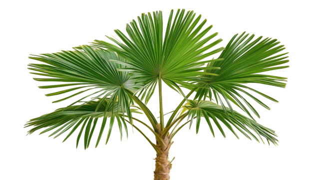 A palm tree with large green fronds, isolated  background.